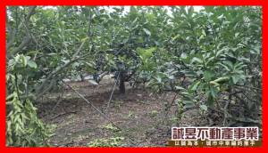 誠昱/九如鄉都內都外毗鄰美農地